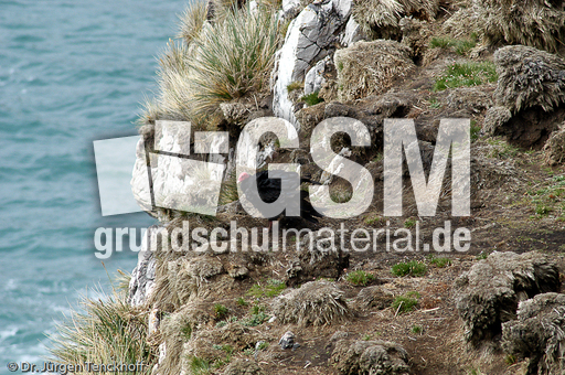 Truthahngeier (5 von 14).jpg